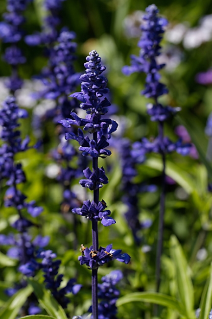 Jardin des Impressionnistes-126